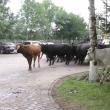 Protest cu vaci aduse la primărie