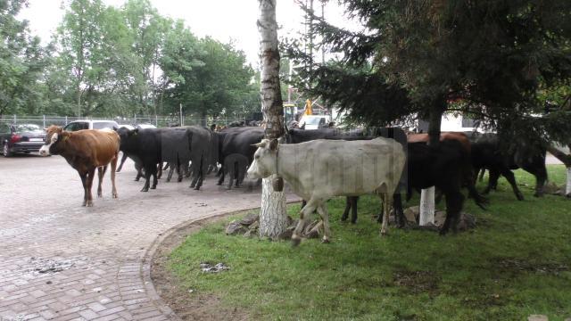 Protest cu vaci aduse la primărie