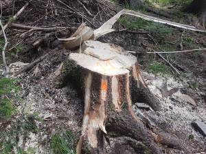 Cioate de arbori tăiați ilegal la Moldovița