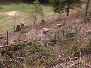 Aproape 60 de arbori tăiați ilegal, descoperiți la Sucevița