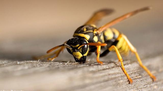 A murit fulgerător înțepat de o viespe, în timpul unei intervenții de distrugere a cuiburilor. Foto: authenticmagazin.com