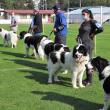 Singurul câine care promovează Bucovina – Ciobănescul Românesc de Bucovina, a fost duminică în centrul atenției a sute de iubitori de animale, pe stadionul Areni