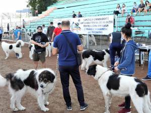 Singurul câine care promovează Bucovina – Ciobănescul Românesc de Bucovina, a fost duminică în centrul atenției a sute de iubitori de animale, pe stadionul Areni 2
