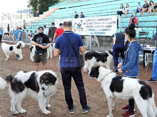 Singurul câine care promovează Bucovina – Ciobănescul Românesc de Bucovina, a fost duminică în centrul atenției a sute de iubitori de animale, pe stadionul Areni 2