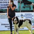 Singurul câine care promovează Bucovina – Ciobănescul Românesc de Bucovina, a fost duminică în centrul atenției a sute de iubitori de animale, pe stadionul Areni 3
