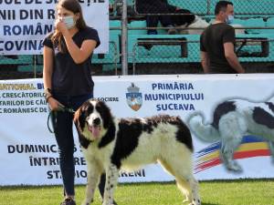 Singurul câine care promovează Bucovina – Ciobănescul Românesc de Bucovina, a fost duminică în centrul atenției a sute de iubitori de animale, pe stadionul Areni 3