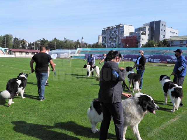 Singurul câine care promovează Bucovina – Ciobănescul Românesc de Bucovina, a fost duminică în centrul atenției a sute de iubitori de animale, pe stadionul Areni 5