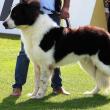 Singurul câine care promovează Bucovina – Ciobănescul Românesc de Bucovina, a fost duminică în centrul atenției a sute de iubitori de animale, pe stadionul Areni 6