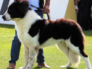 Singurul câine care promovează Bucovina – Ciobănescul Românesc de Bucovina, a fost duminică în centrul atenției a sute de iubitori de animale, pe stadionul Areni 6