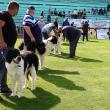 Singurul câine care promovează Bucovina – Ciobănescul Românesc de Bucovina, a fost duminică în centrul atenției a sute de iubitori de animale, pe stadionul Areni