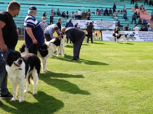 Singurul câine care promovează Bucovina – Ciobănescul Românesc de Bucovina, a fost duminică în centrul atenției a sute de iubitori de animale, pe stadionul Areni
