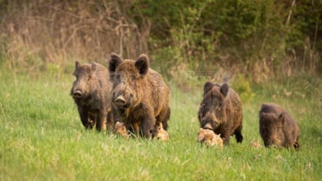 Speriată de porcii mistreți, o femeie s-a rătăcit în pădure la Dolhasca