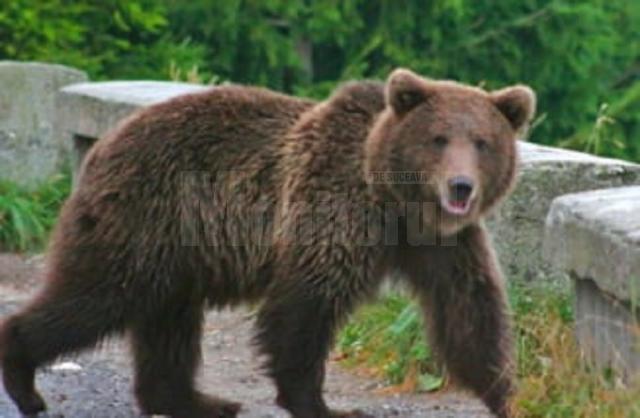 Jandarmii au fost solicitați pentru îndepărtarea unui urs