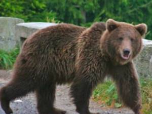 Jandarmii au fost solicitați pentru îndepărtarea unui urs, la Grănicești