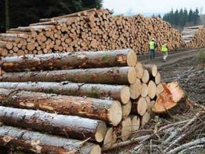 Amenzi uriașe și peste 500 de metri cubi de lemn confiscați pentru evaziune fiscală