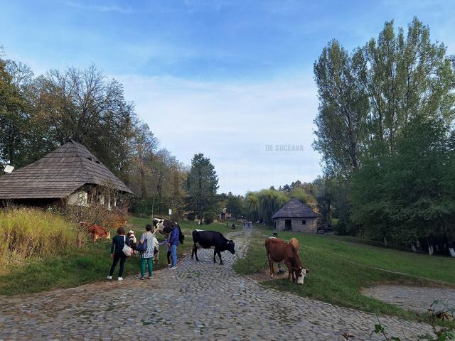 Văcuțele Bălțate românești, noile atracții de la Muzeul Satului Bucovinean