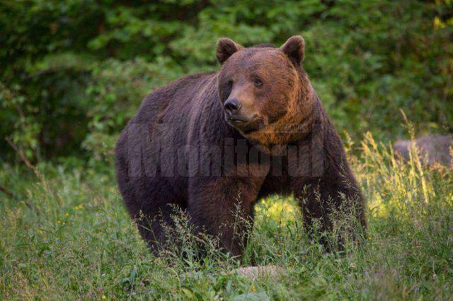 O ursoaică cu pui a fost văzută în mai multe rânduri în zona Todirești