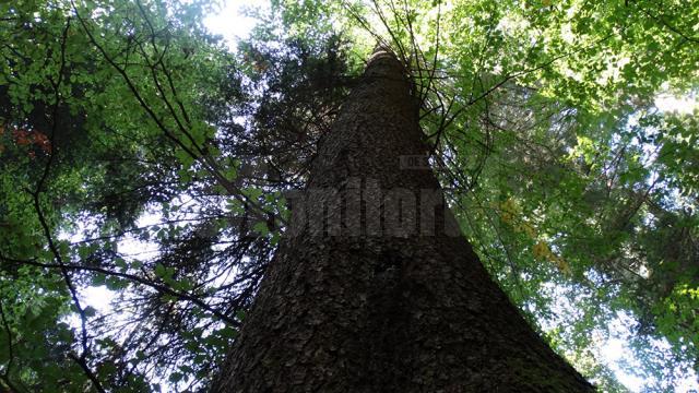 Spectaculoase imagini cu pădurile din Broșteni, prezentate de RNP