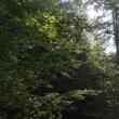 Spectaculoase imagini cu pădurile din Broșteni, prezentate de RNP