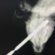Câine găsit cu o bucată de fier forjat în gât. Polițiștii au concluzionat că a fost un accident