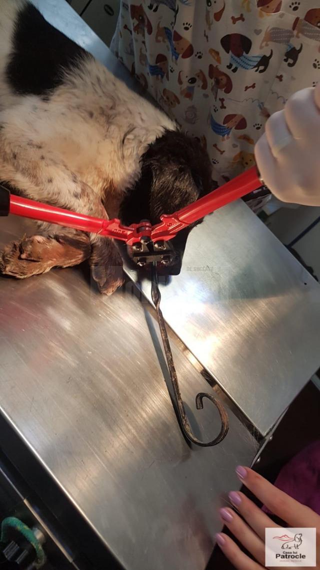 Câinele a fost operat cu succes