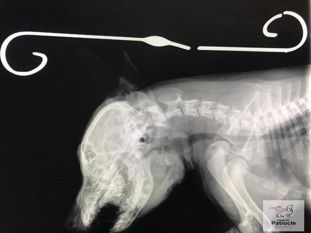 Câine găsit cu o bucată de fier forjat în gât. Polițiștii au concluzionat că a fost un accident