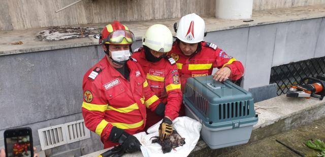 Trei pisoi, salvați de pompierii suceveni dintr-un cămin de scurgere
