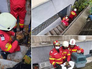 Trei pisoi, salvați de pompierii suceveni dintr-un cămin de scurgere