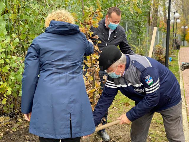 Startul acțiunii de plantare a fost dat în zona de agrement Tătărași, unde au fost plantați 360 de copaci - stejari, plopi, salcâmi