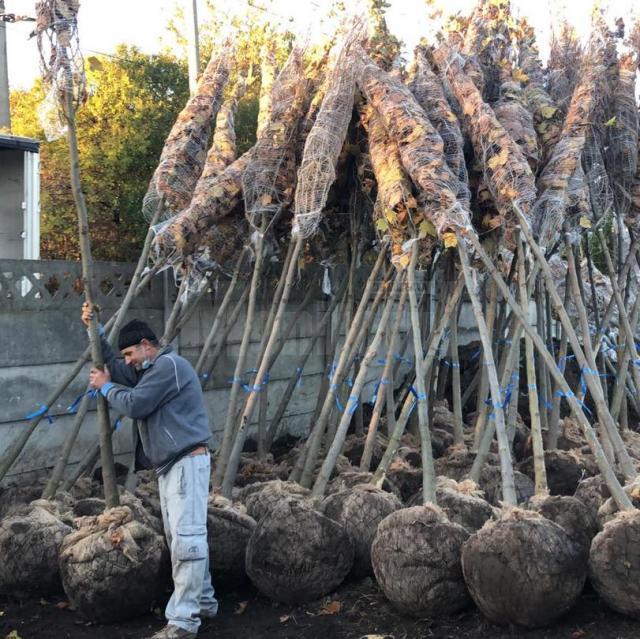 Cei  100 de platani vin cu balot, au un diametru de 1618 cm și o înălțime cuprinsă între 4-6 m