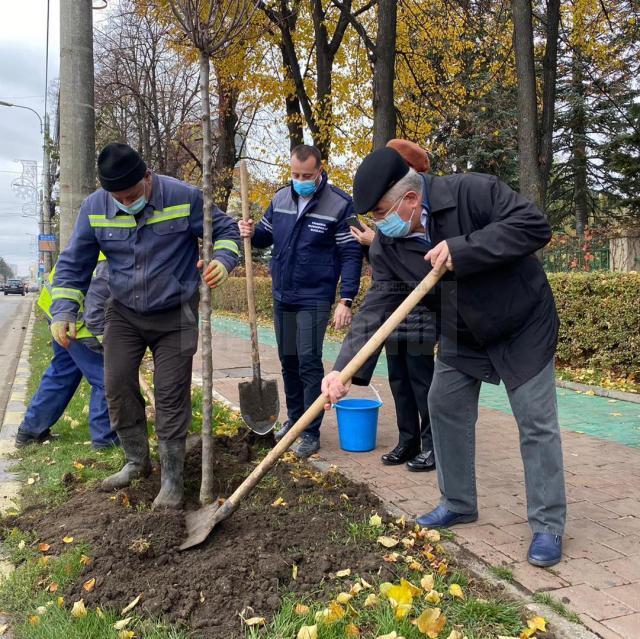 Primarul Ion Lungu și viceprimarul Lucian Harșovschi, la plantarea de platani, pe marginea bulevardului principal