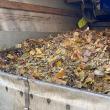 Ridicarea deșeurilor vegetale se face separat de cea a gunoiului menajer, fără costuri suplimentare