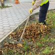Program de colectare a deșeurilor vegetale din Suceava, pe cartiere