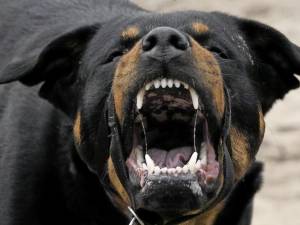 Femeie atacată și sfâșiată crunt de patru câini Rottweiler