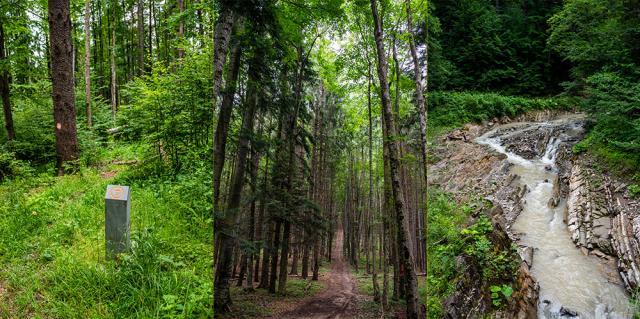 120 de kilometri de mers pe jos, prin pădurile și munții Bucovinei