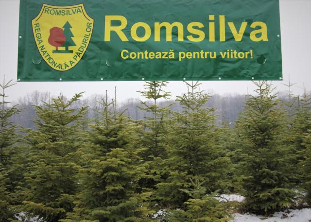 8.000 de pomi de Crăciun, oferiți la vânzare de Direcţia Silvică Suceava