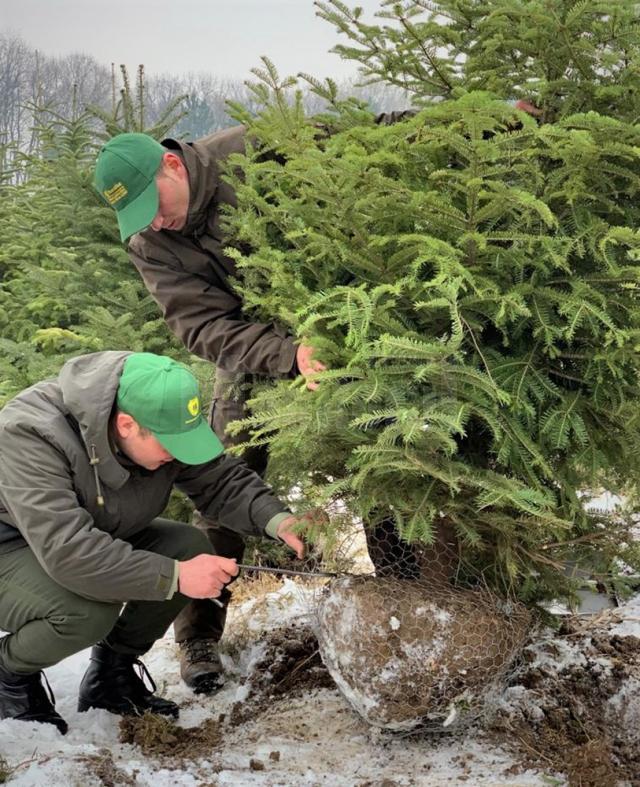 8.000 de pomi de Crăciun, puși la dispoziție de Direcția Silvică Suceava