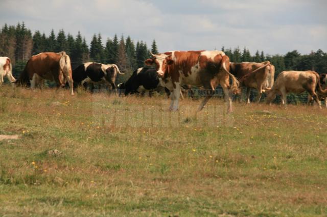 În judeţul Suceava se cresc şi cele mai multe bovine, peste 130.000 anul trecut
