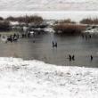 Cormorani mai mulți ca niciodată decimează populația de pește de pe râul Suceava