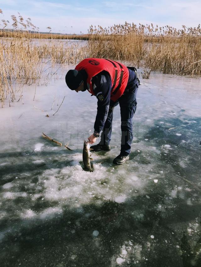 Peste o sută de ”soldăței” pentru știucă, confiscați de jandarmi de la pescari