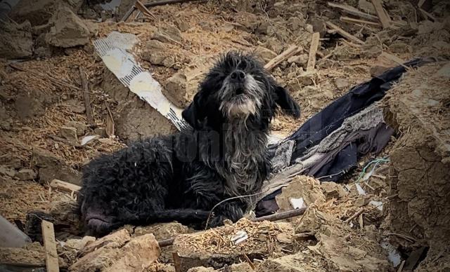 Câinele rămas să păzească dărâmăturile casei bătrânești demolate, după mai bine de trei ani de la moartea stapanilor