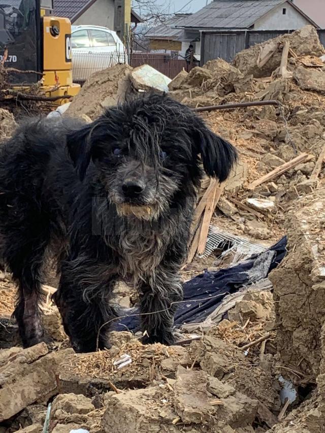 Câinele rămas să păzească dărâmăturile casei bătrânești demolate, după mai bine de trei ani de la moartea stapanilor