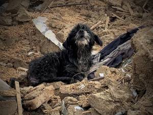 Câinele rămas să păzească dărâmăturile casei bătrânești demolate, după mai bine de trei ani de la moartea stăpânilor