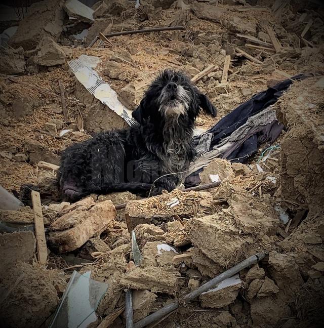 Câinele rămas să păzească dărâmăturile casei bătrânești demolate, după mai bine de trei ani de la moartea stăpânilor