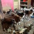 Femeia trăia alături de 14 câini și 3 pisici, într-o locuință total insalubră