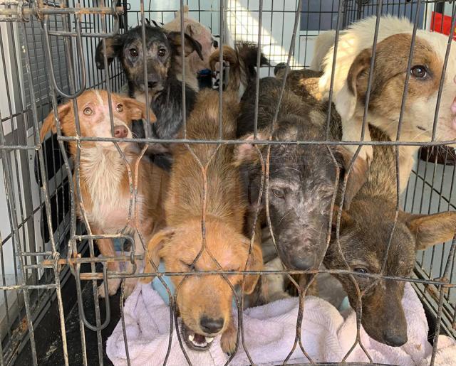 Reprezentanții asociației de protecție a animalelor au preluat din casa femeii 14 câini și trei pisici