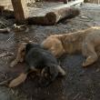 O femeie trăia alături de 14 câini și 3 pisici, plus cadavre de animale, într-o locuință total insalubră