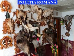 Cameră aglomerată de trofee de vânătoare, descoperită după percheziții la braconieri din Voroneț