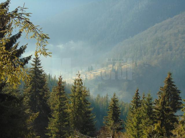 Pădurile, cea mai mare resursă economică regenerabilă a județului Suceava