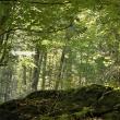 Fondul forestier național are în prezent o suprafață de peste 7 milioane de hectare